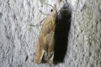 Eucosma conterminana
