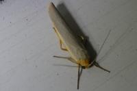 Manulea complana
