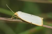 Cybosia mesomella