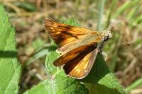 Ochlodes sylvanus
