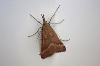 Synaphe punctalis