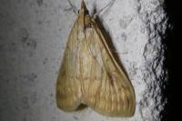 Ostrinia nubilalis