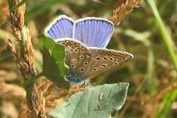 Polyommatus icarus