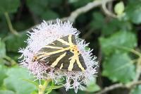 Euplagia quadripunctaria