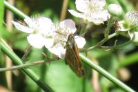 Ochlodes sylvanus