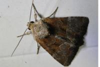 Mesoligia furuncula