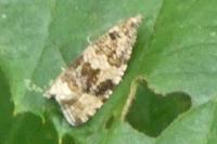 Celypha lacunana