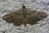 Gymnoscelis rufifasciata