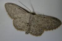 Idaea seriata