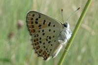 Lycaena tityrus