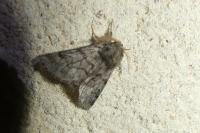 Thaumetopoea pityocampa