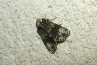 Craniophora ligustri