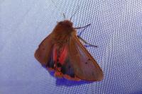 Phragmatobia fuliginosa