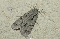 Acronicta psi/tridens