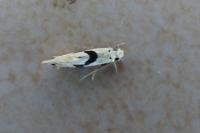 Nemapogon clematellus