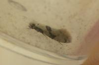 Nemapogon clematellus