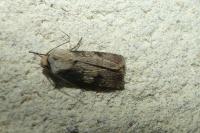 Agrotis puta