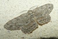 Hypomecis punctinalis