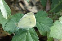 Pieris rapae