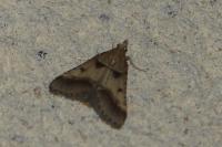 Stemmatophora brunnealis