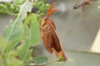 Lasiocampa quercus