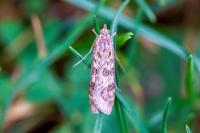 Nomophila noctuella