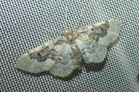 Idaea rusticata