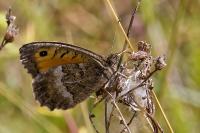 Arethusana arethusa