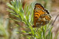 Melitaea cinxia
