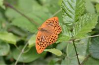 Argynnis paphia
