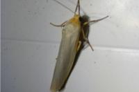 Eilema caniola