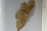 Idaea degeneraria