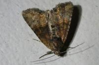 Mesoligia furuncula
