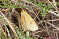 Diacrisia sannio