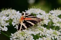 Euplagia quadripunctaria