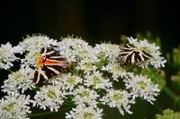 Euplagia quadripunctaria