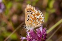Lysandra bellargus