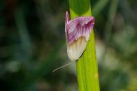Eublemma purpurina