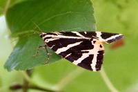 Euplagia quadripunctaria