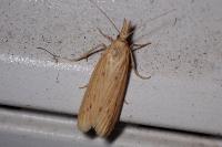 Ematheudes punctella