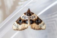 Cosmorhoe ocellata