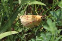 Diacrisia sannio