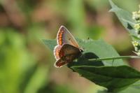 Aricia agestis
