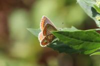 Aricia agestis