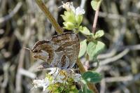 Cacyreus marshalli