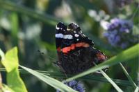 Vanessa atalanta