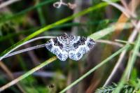 Epirrhoe alternata