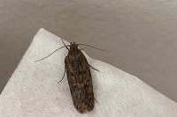 Hofmannophila pseudospretella