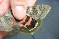 Catocala elocata