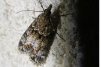 Eudonia mercurella